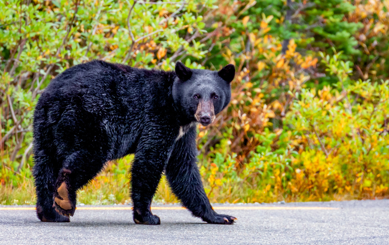 wildlife monitoring